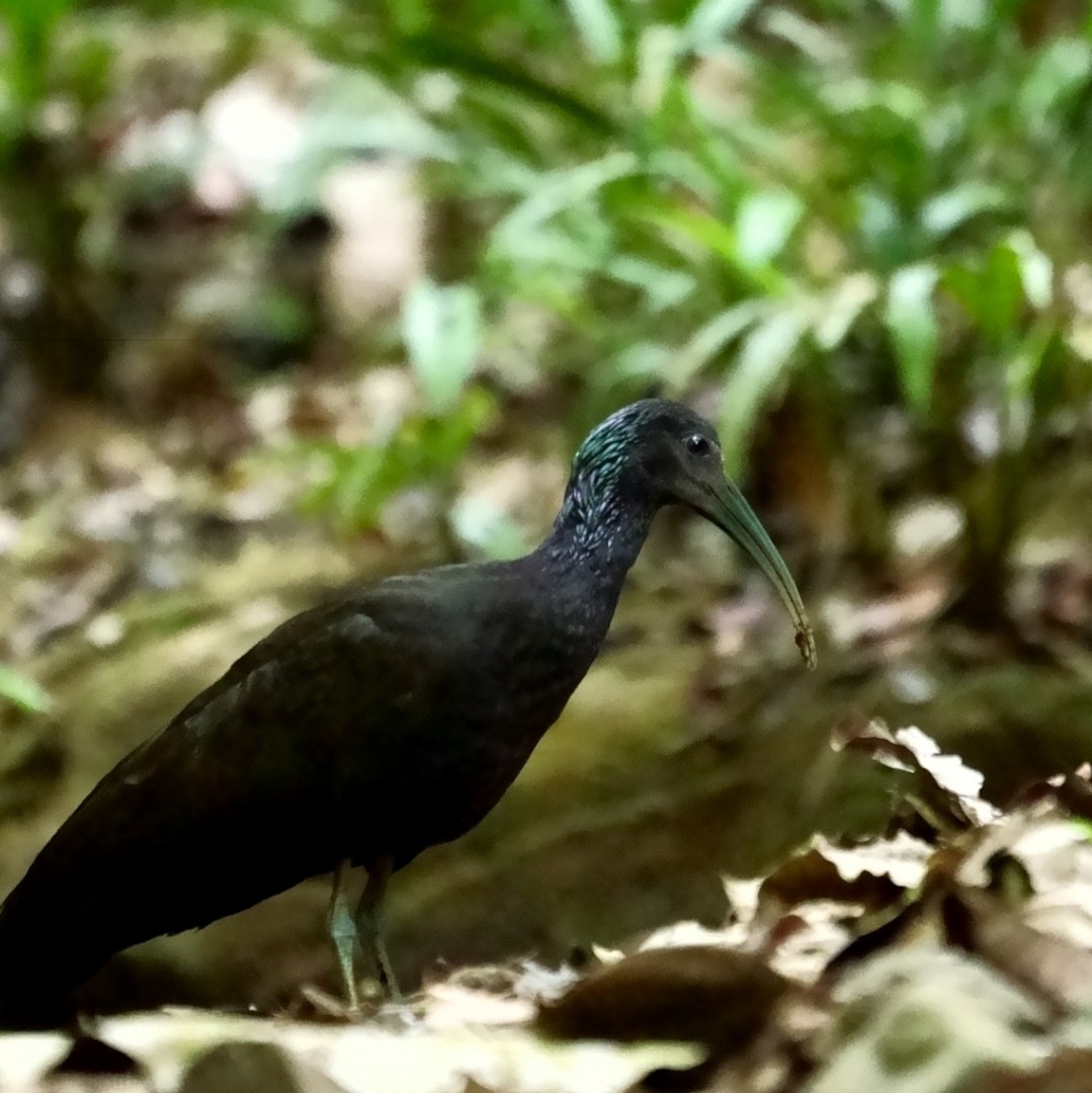 ibis zelený - ML561762971