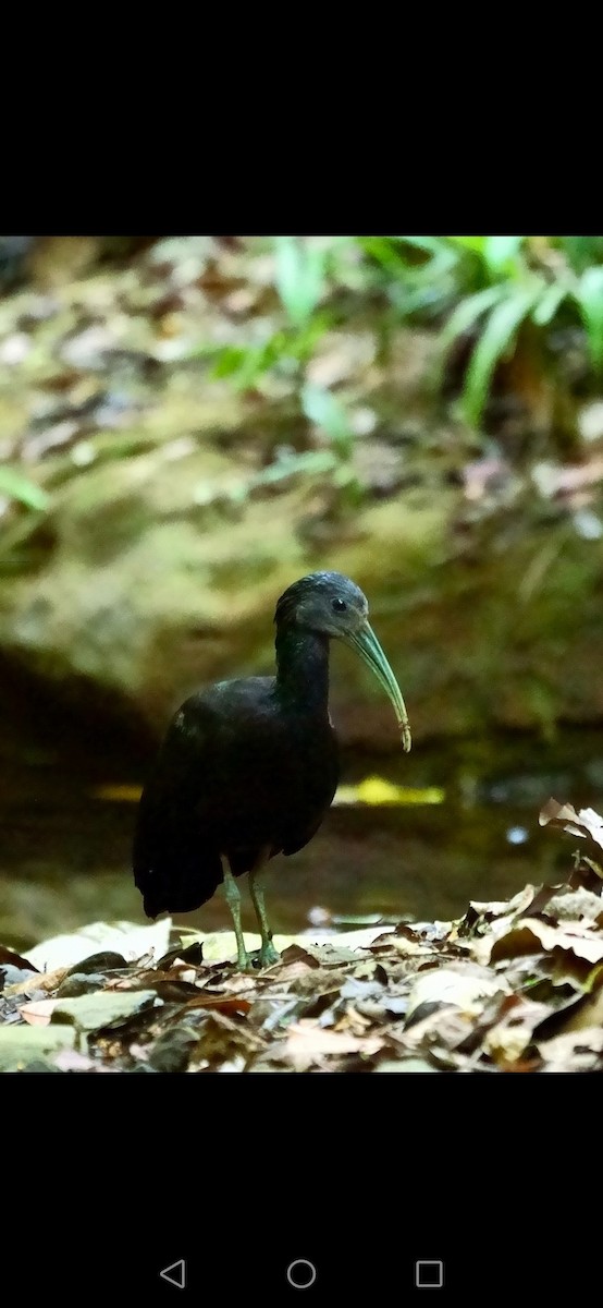 ibis zelený - ML561763131