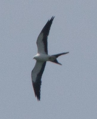 Swallow-tailed Kite - Melinda Fawver