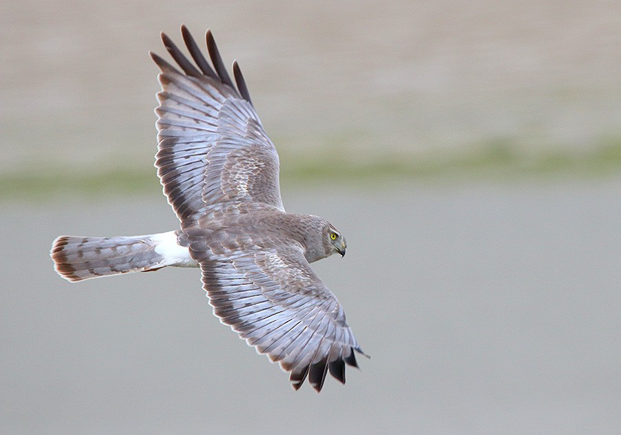 Northern Harrier - Tim Avery