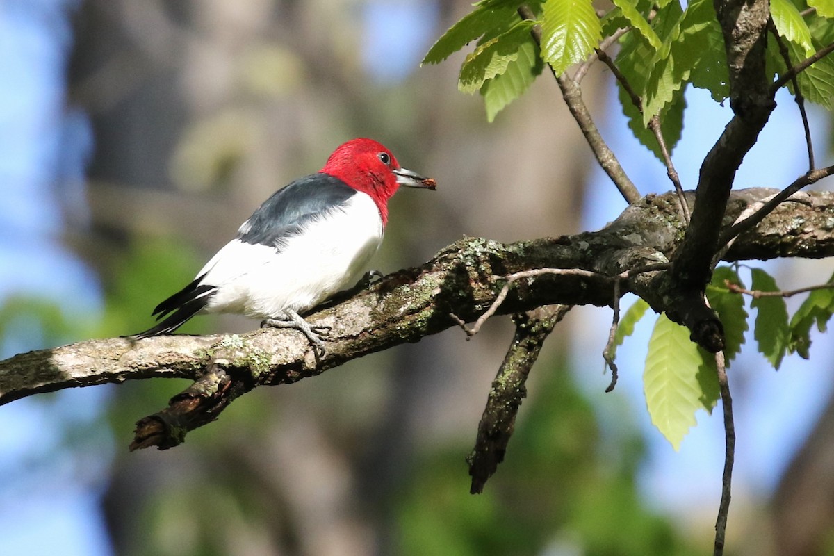 Red-headed Woodpecker - ML561767101