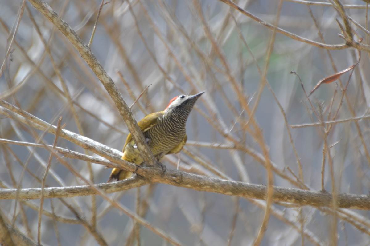 Golden-olive Woodpecker - ML56176931