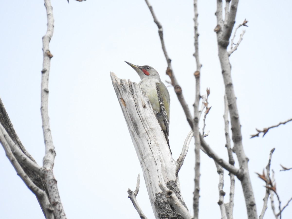 Iberian Green Woodpecker - ML561770771