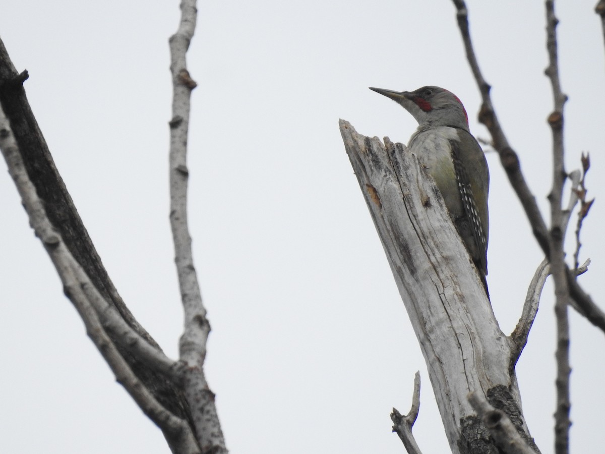Iberian Green Woodpecker - ML561770961