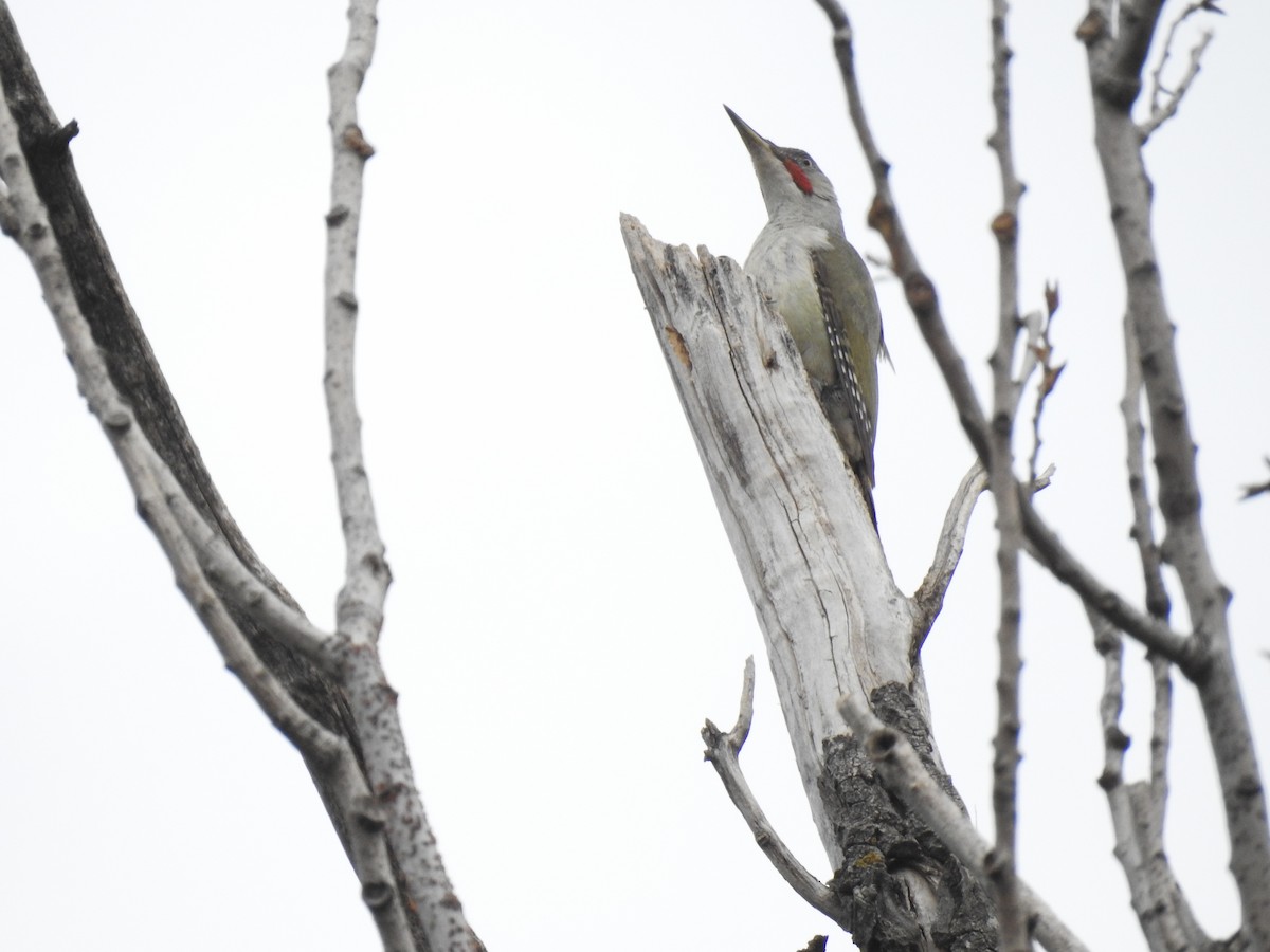 Iberian Green Woodpecker - ML561771061