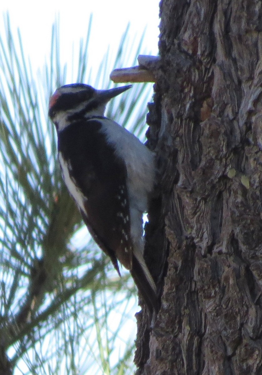 Hairy Woodpecker - Millie and Peter Thomas