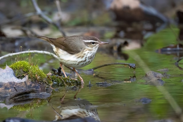 Louisiana Waterthrush