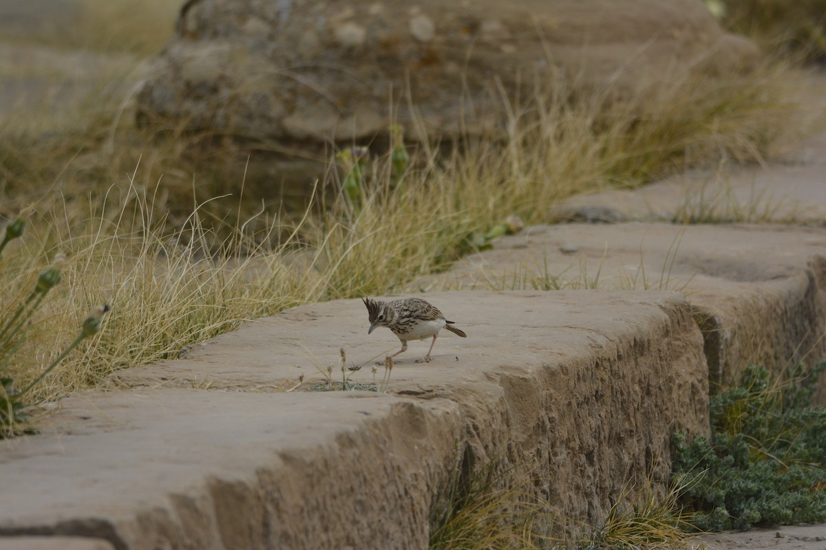 Thekla's Lark - ML561779971