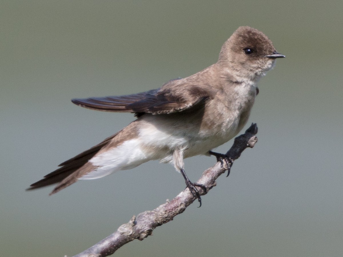 Northern Rough-winged Swallow - Melinda Fawver