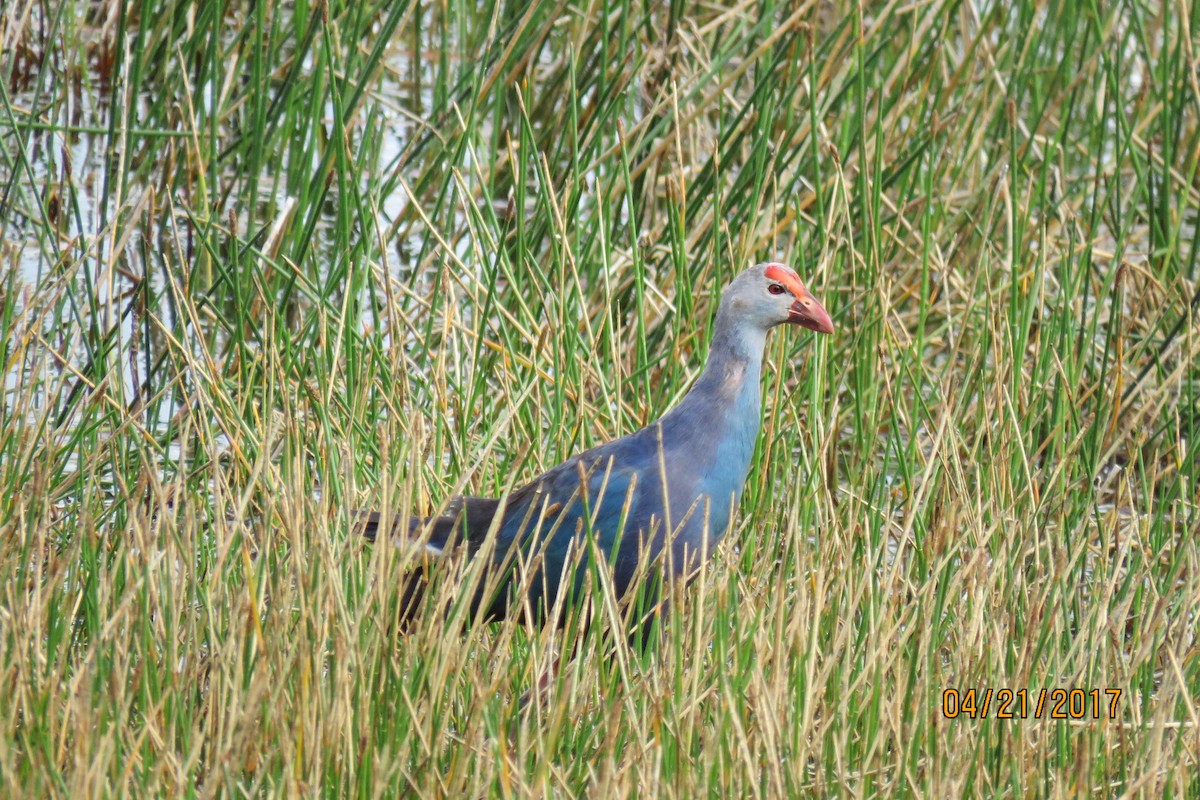 Gray-headed Swamphen - Paul Wolter
