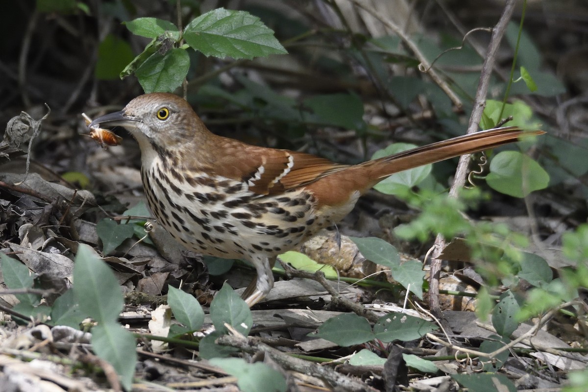 Brown Thrasher - Andrew Lyall