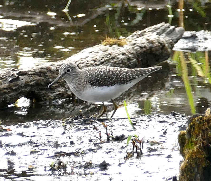 eBird Checklist 23 Apr 2023 Celery Bog Nature Area 38 species