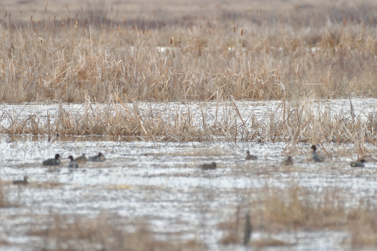 Green-winged Teal - ML561790251