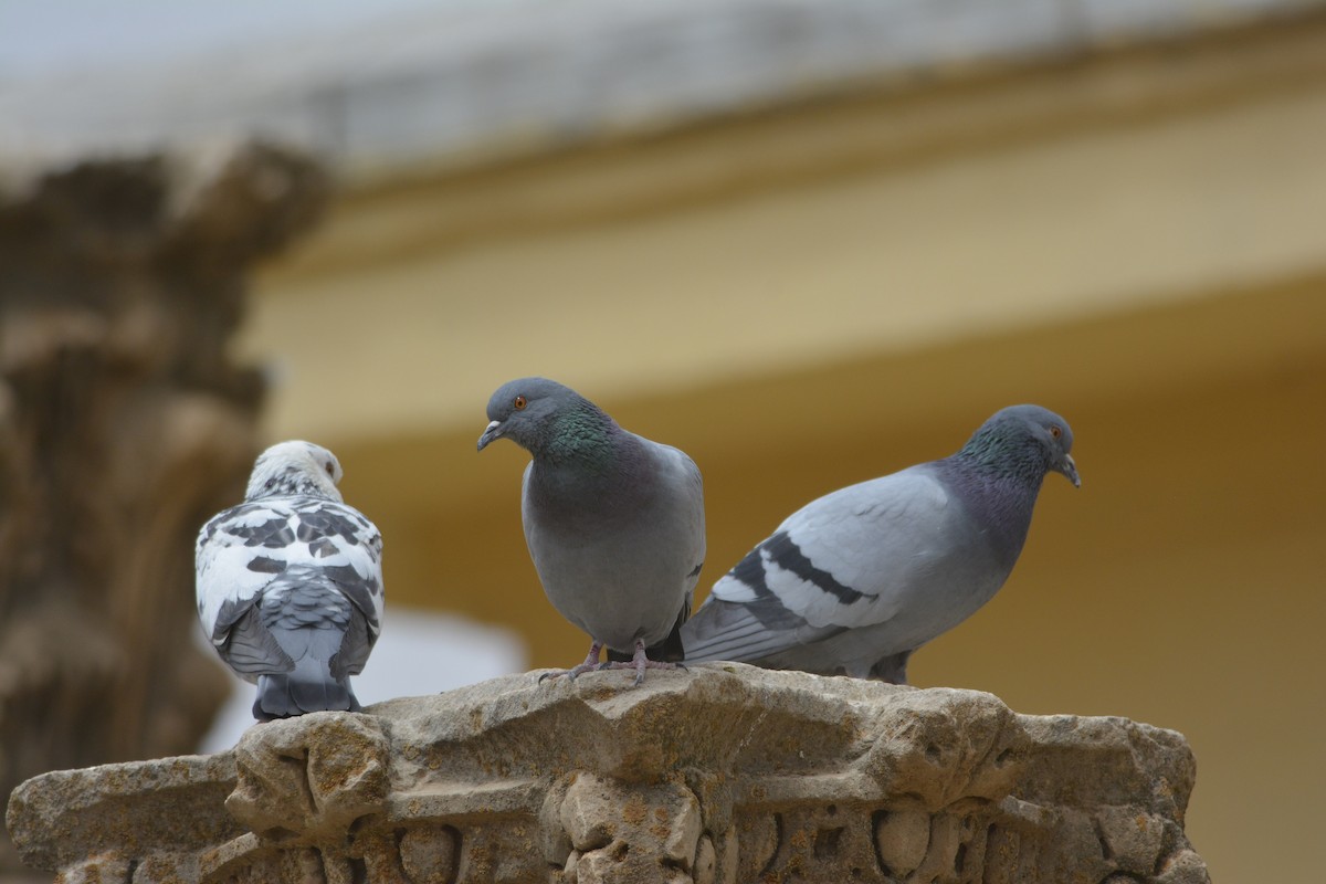 Rock Pigeon (Feral Pigeon) - ML561790611
