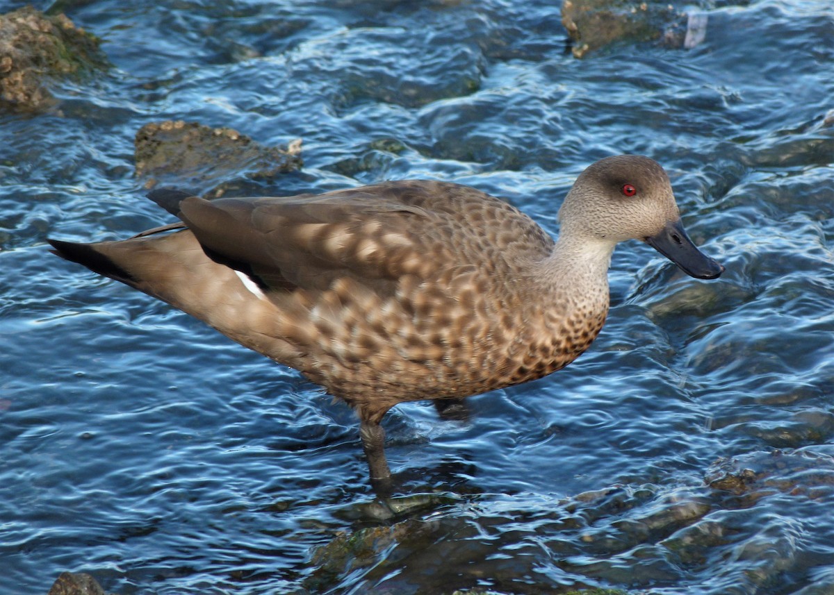 Crested Duck - ML561791101