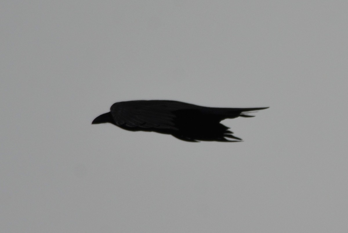 Common Raven - ML561793531