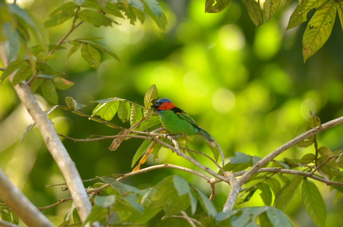 Red-necked Tanager - ML561795691