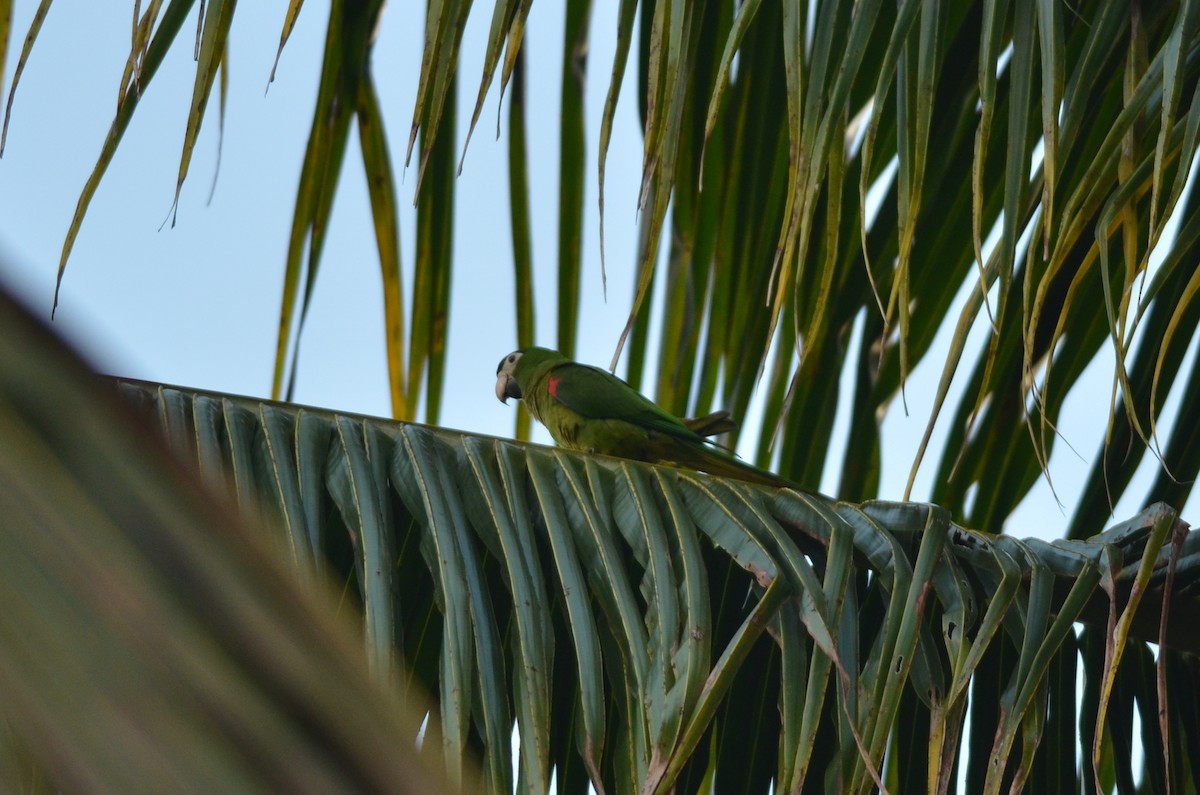 Red-shouldered Macaw (Southern) - ML561796451