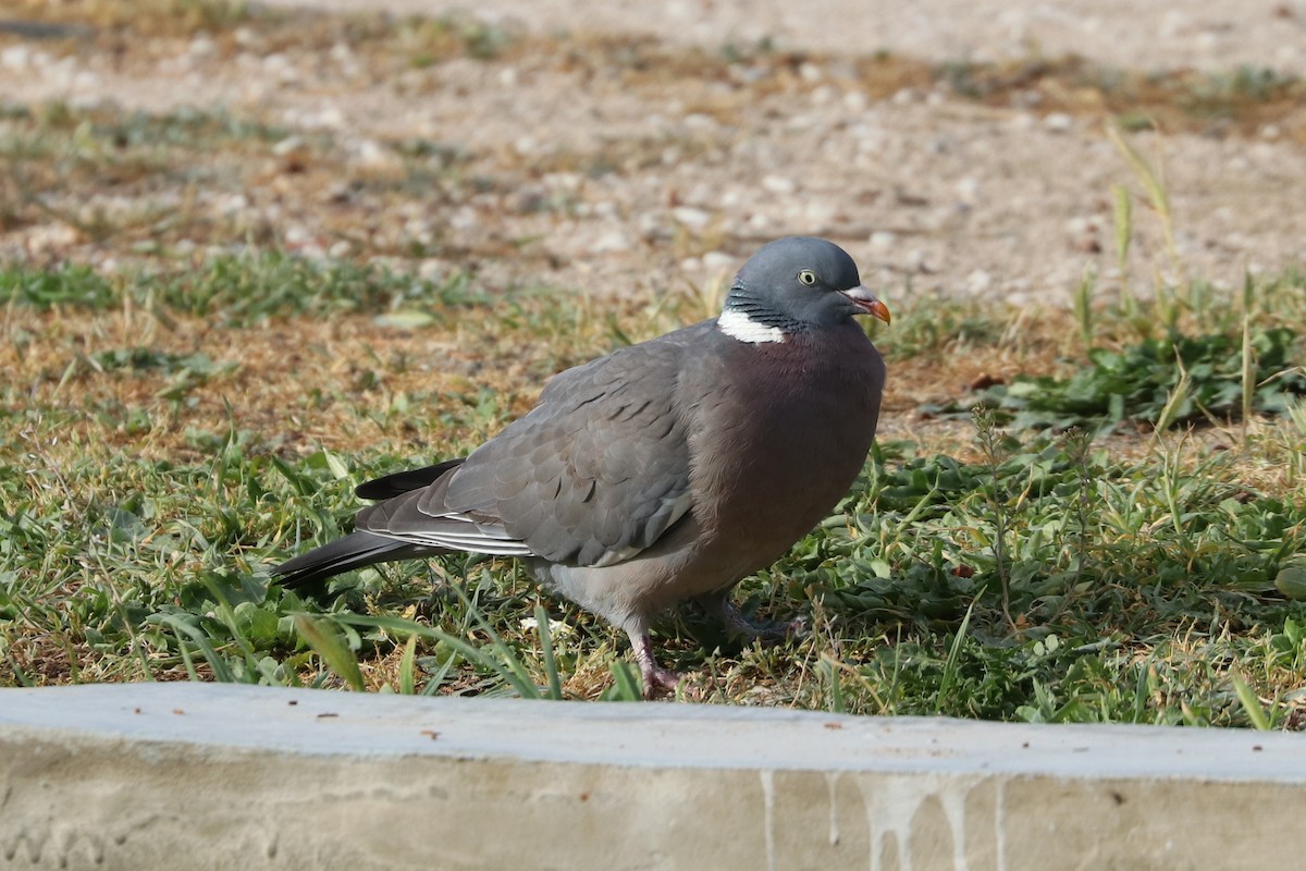 Common Wood-Pigeon - ML561797291