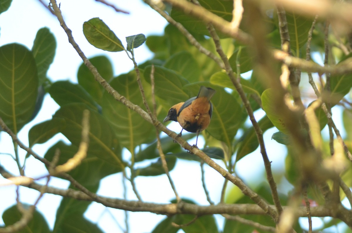 Burnished-buff Tanager (Stripe-bellied) - ML561801061