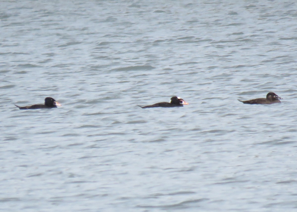Surf Scoter - Patricia and Richard Williams