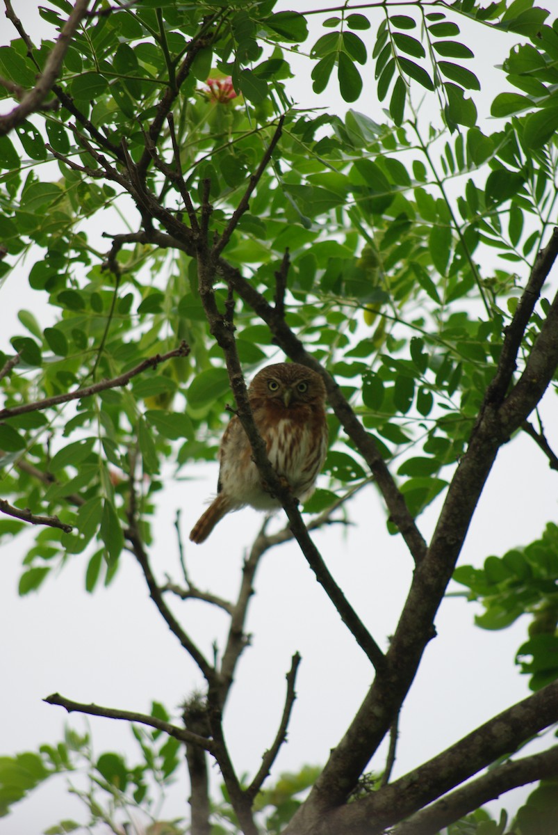 Peruvian Pygmy-Owl - ML56180651