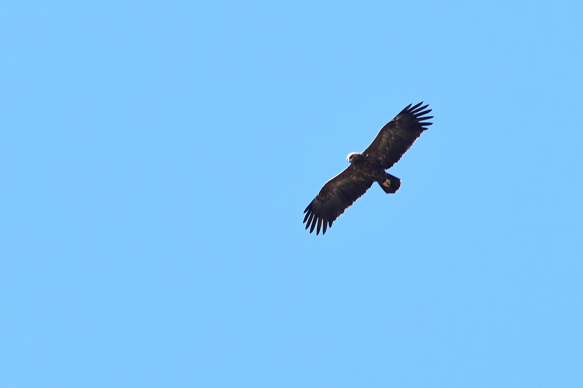 Lesser Spotted Eagle - ML561806611
