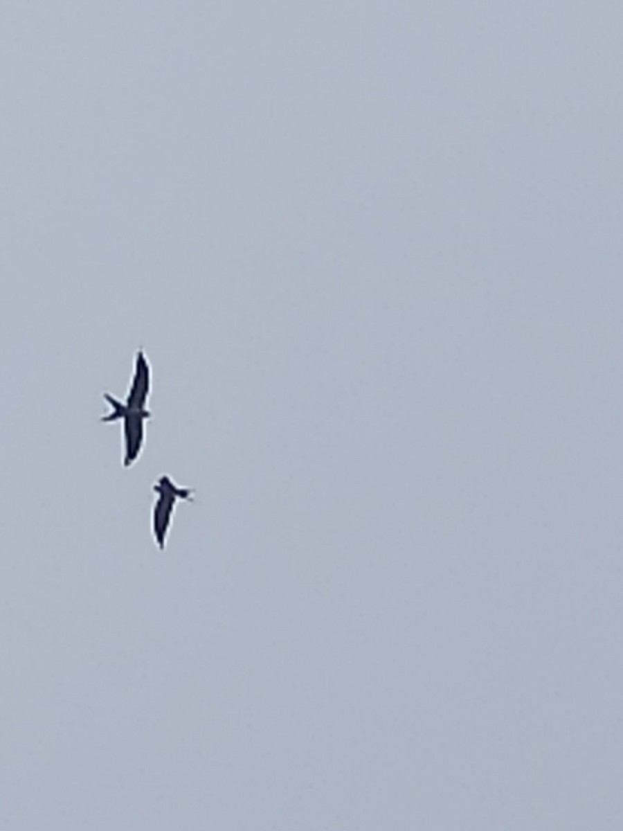 Swallow-tailed Kite - ML561806761