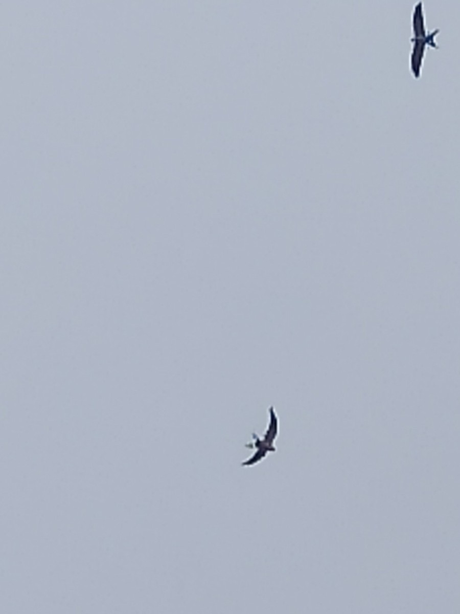 Swallow-tailed Kite - ML561806771
