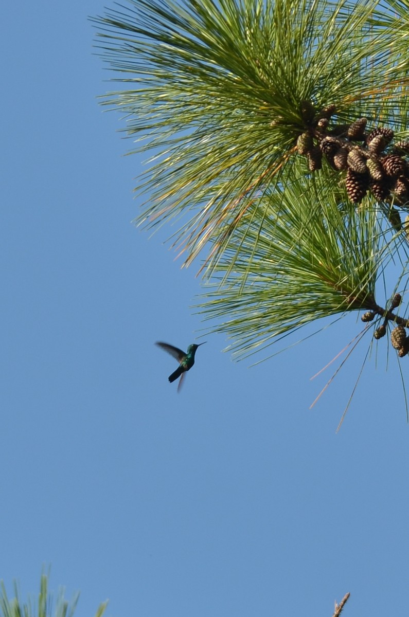 kolibřík modrobradý - ML561807161
