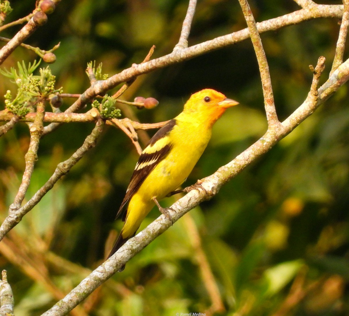 Western Tanager - ML561807431