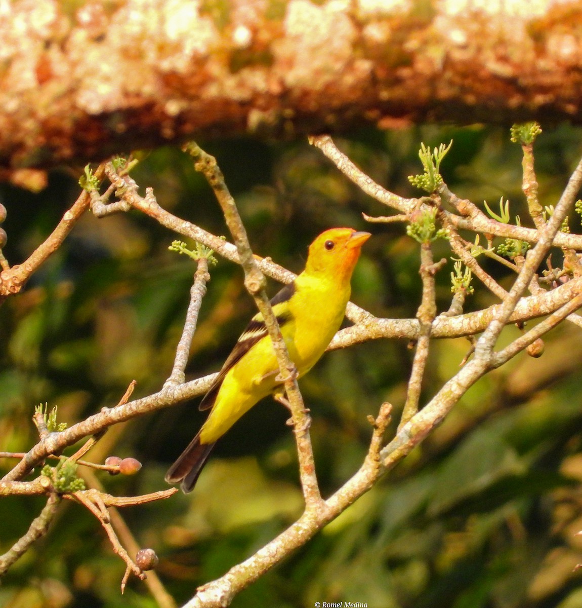 Western Tanager - ML561807441