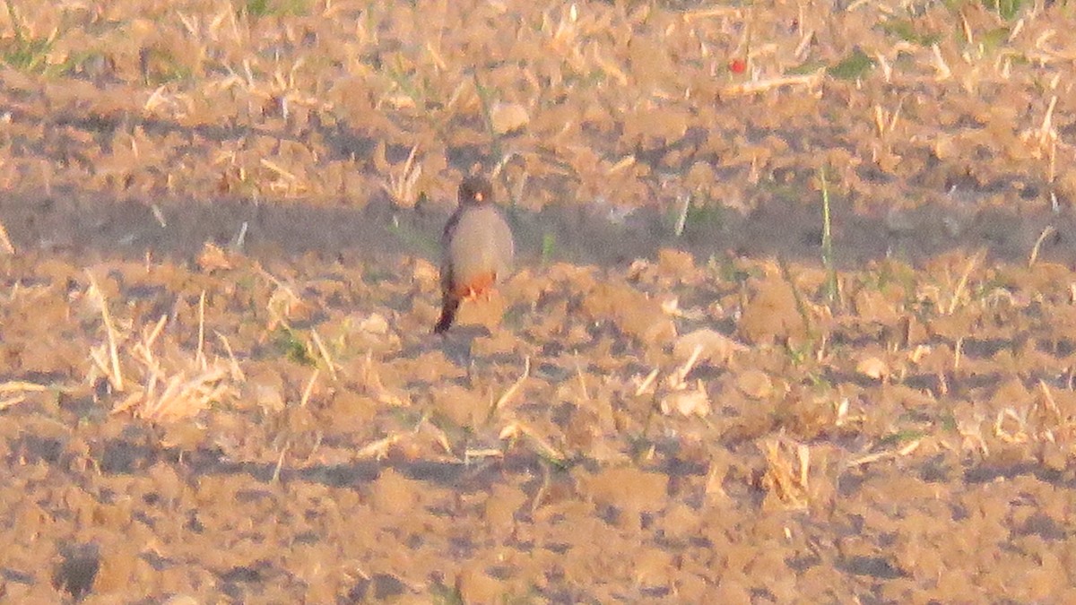 Red-footed Falcon - ML561808211