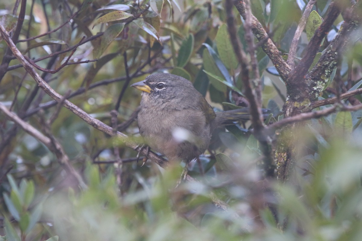 Pale-throated Pampa-Finch - ML56180831