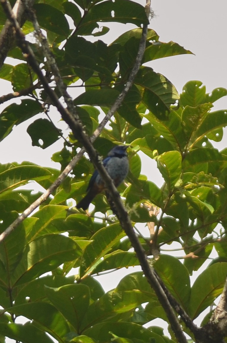 Opal-rumped Tanager - ML561808561