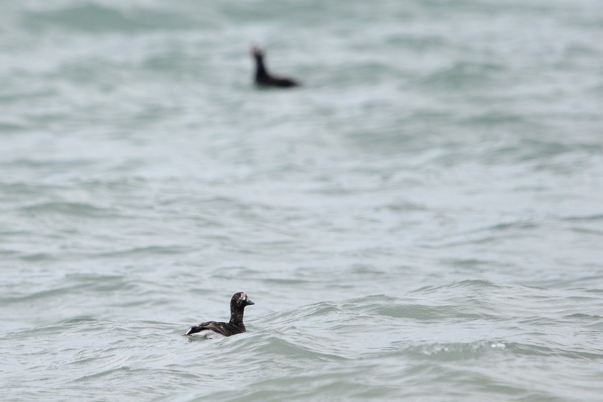 Long-tailed Duck - Kaitlin Brough