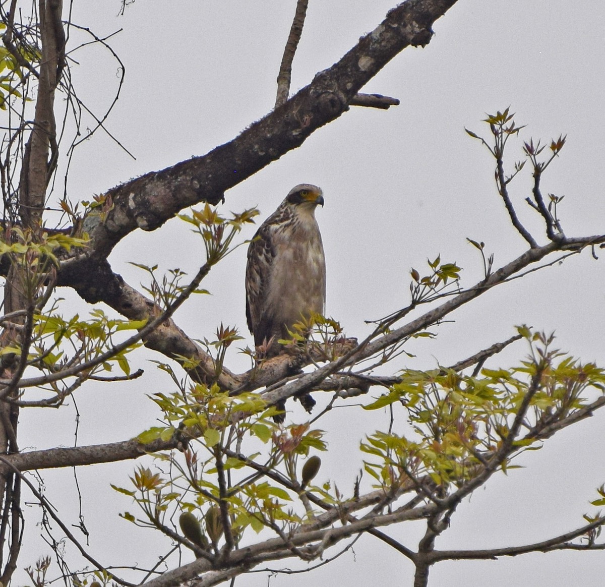 Crested Serpent-Eagle - ML56181141
