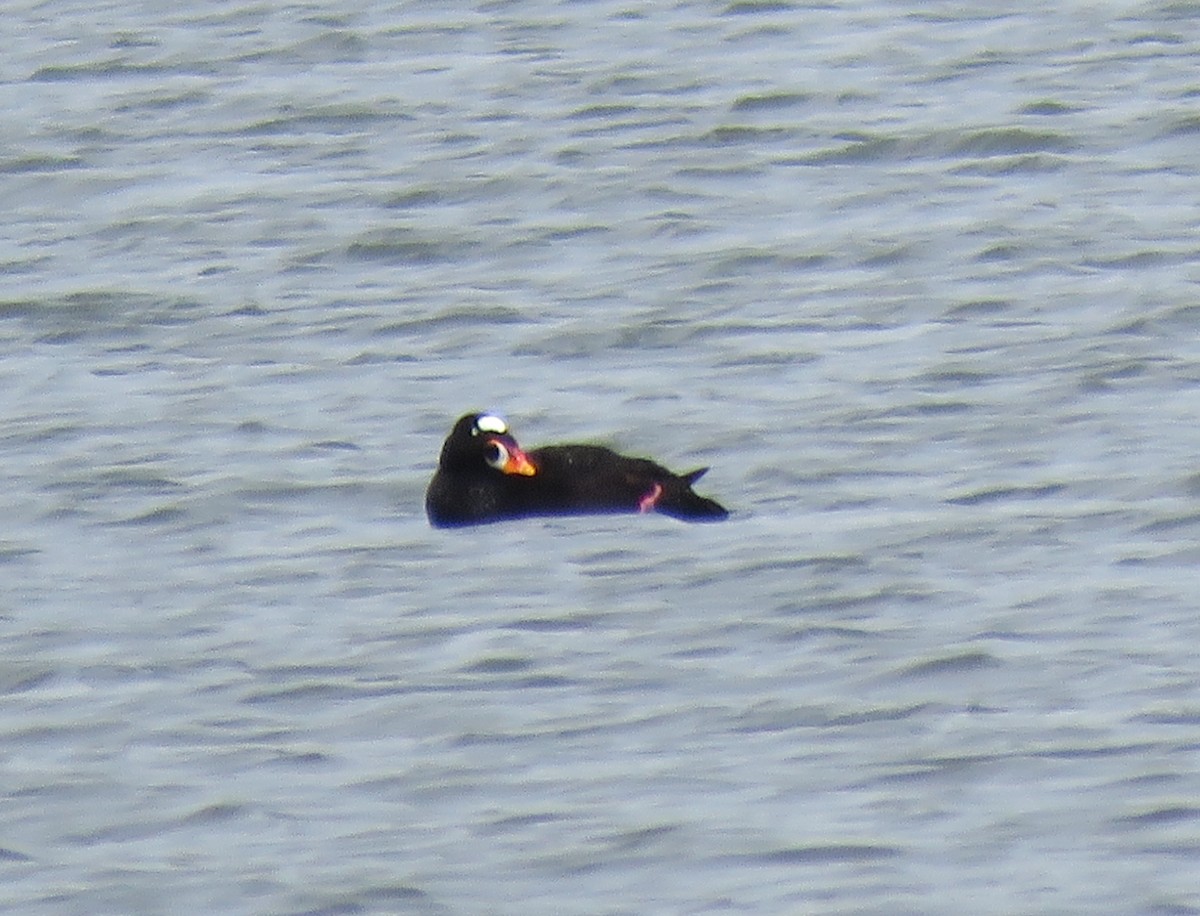Surf Scoter - Patricia and Richard Williams