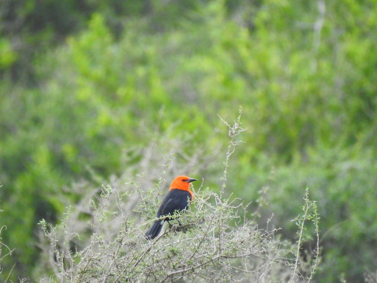 Scarlet-headed Blackbird - ML561814421