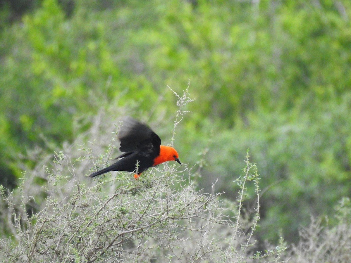 Scarlet-headed Blackbird - ML561814431