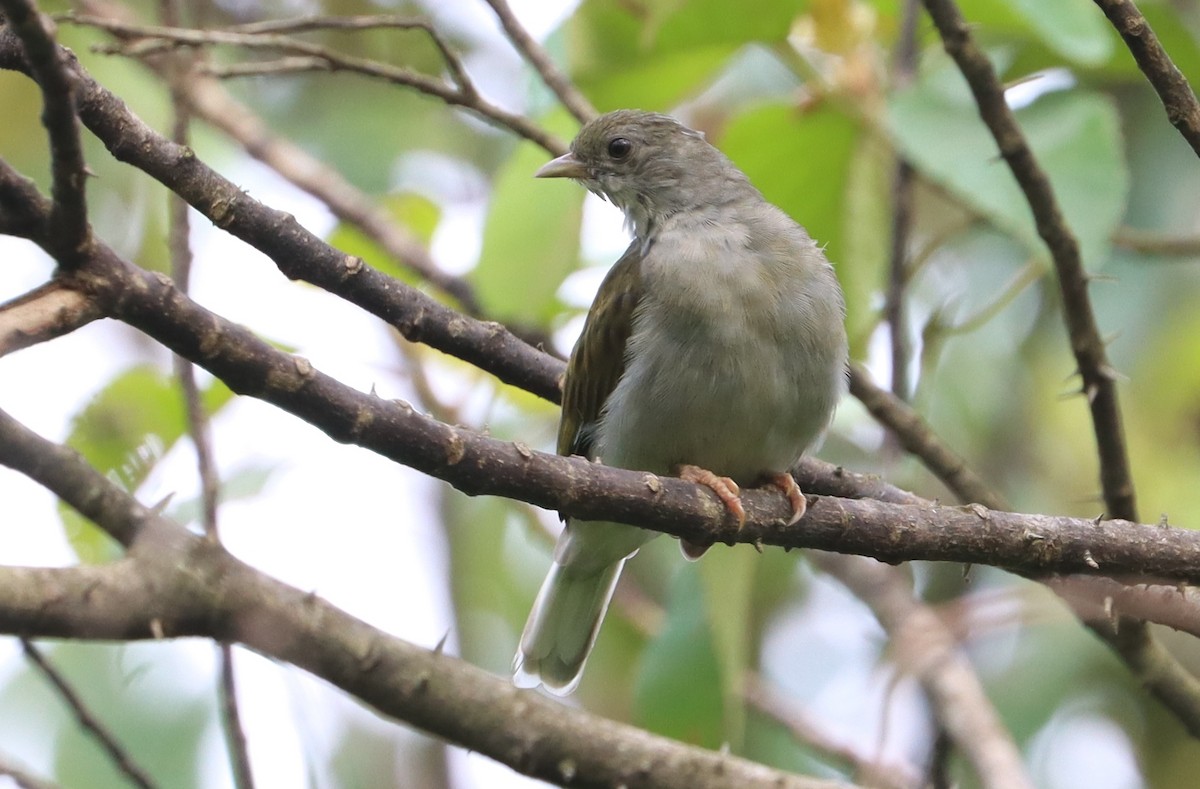 Yellow-footed Honeyguide - ML561818441