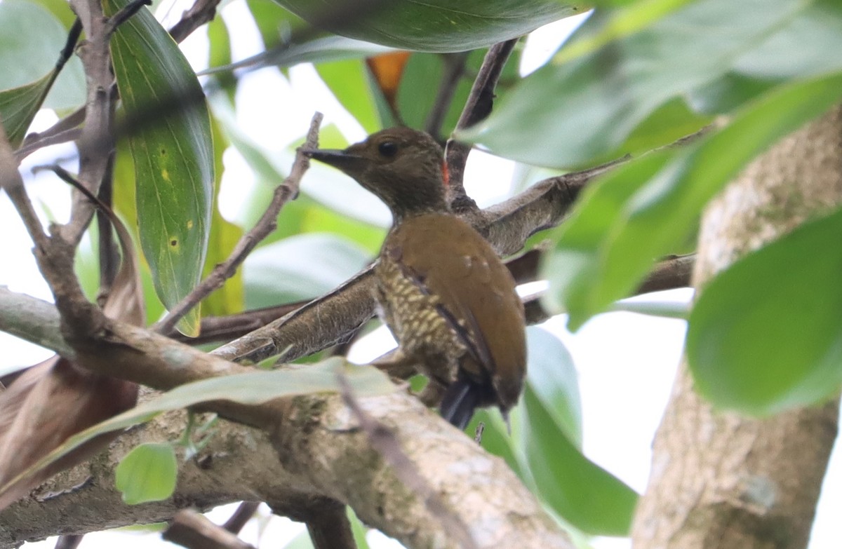 Buff-spotted Woodpecker - ML561818661