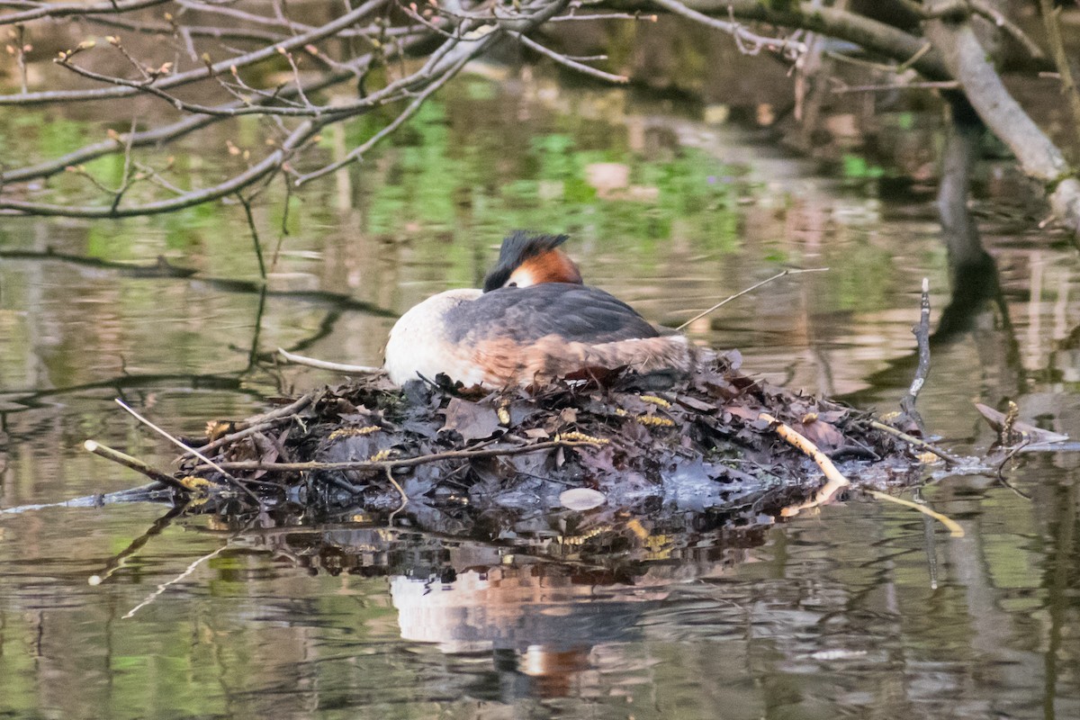 Great Crested Grebe - ML561821811