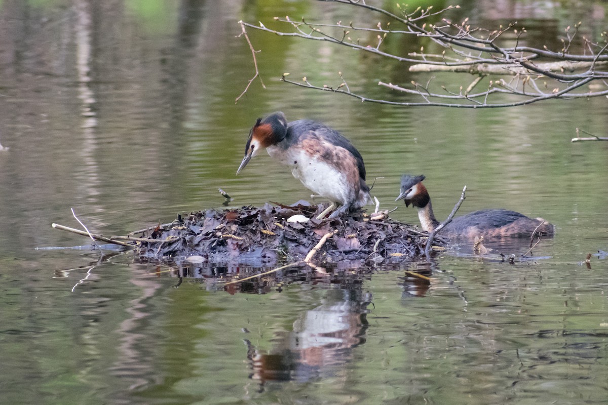 Great Crested Grebe - ML561822191