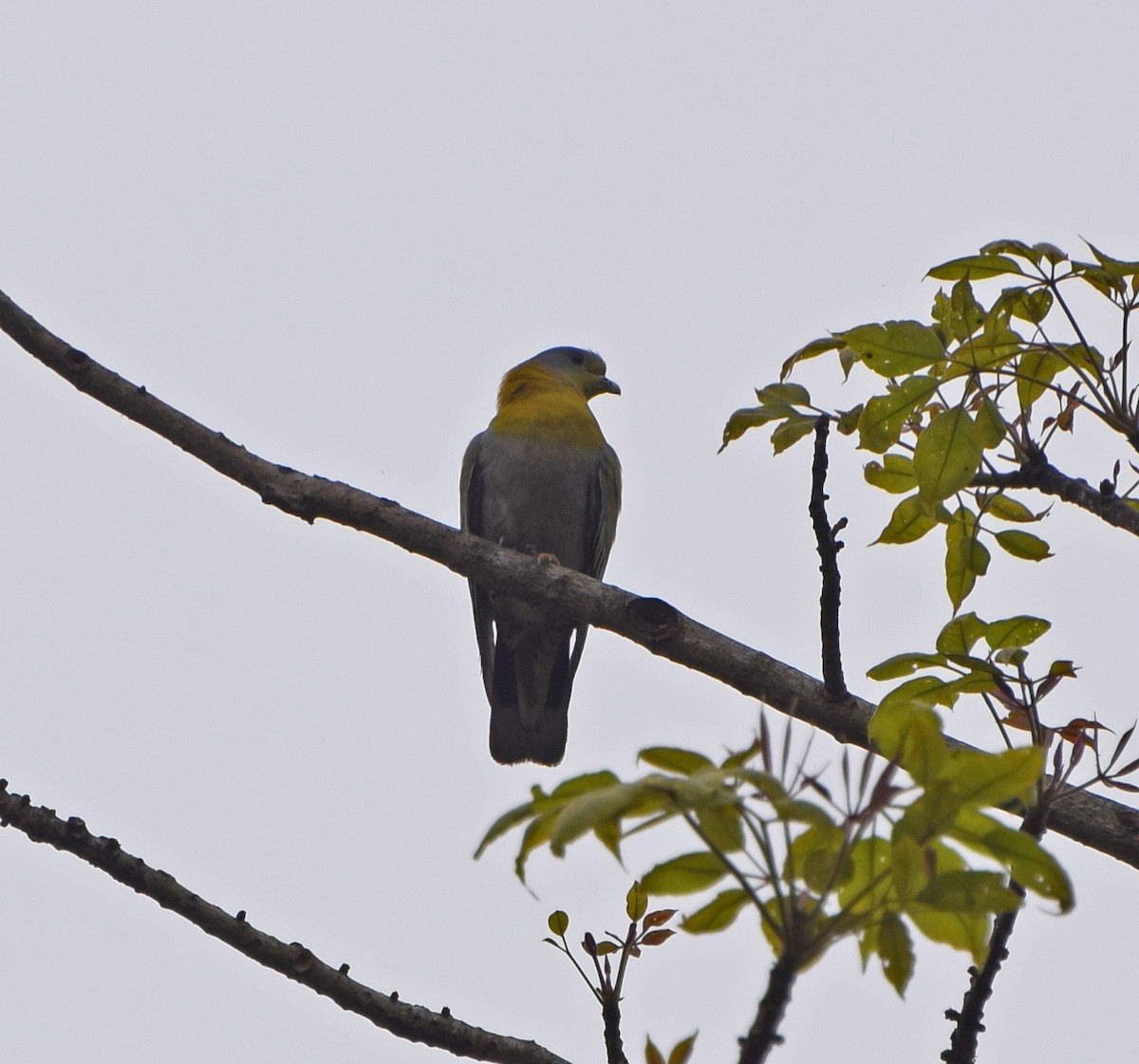 Yellow-footed Green-Pigeon - John Bruin