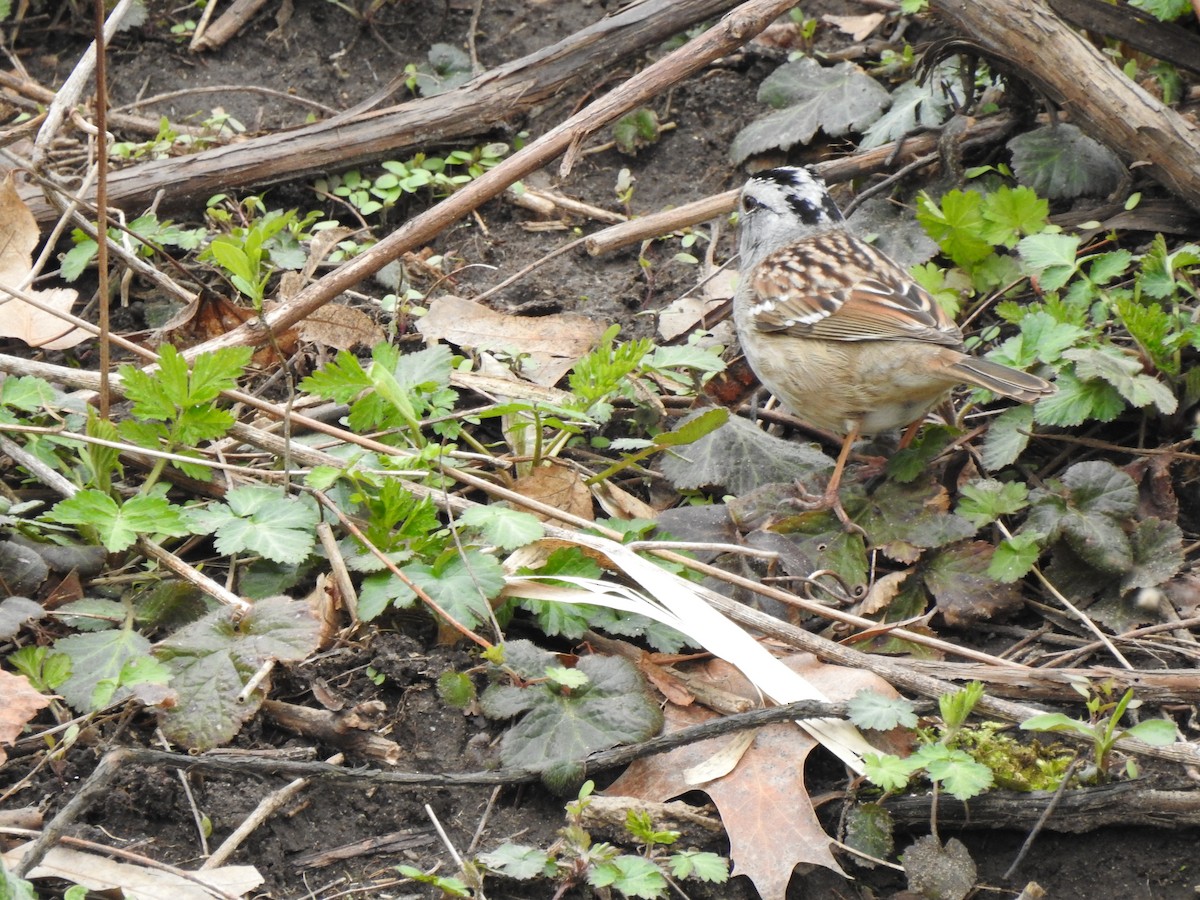White-crowned x White-throated Sparrow (hybrid) - ML561828341