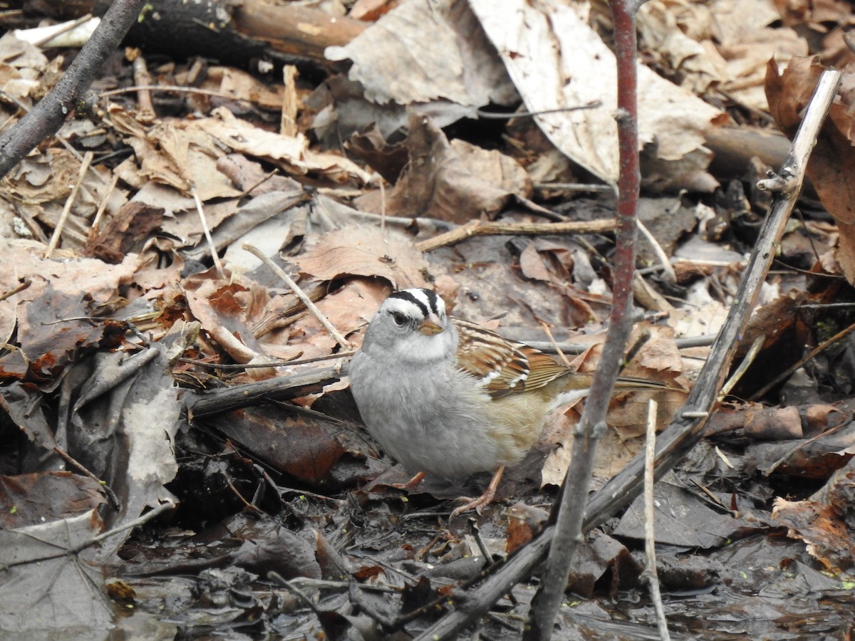 White-crowned x White-throated Sparrow (hybrid) - ML561828361