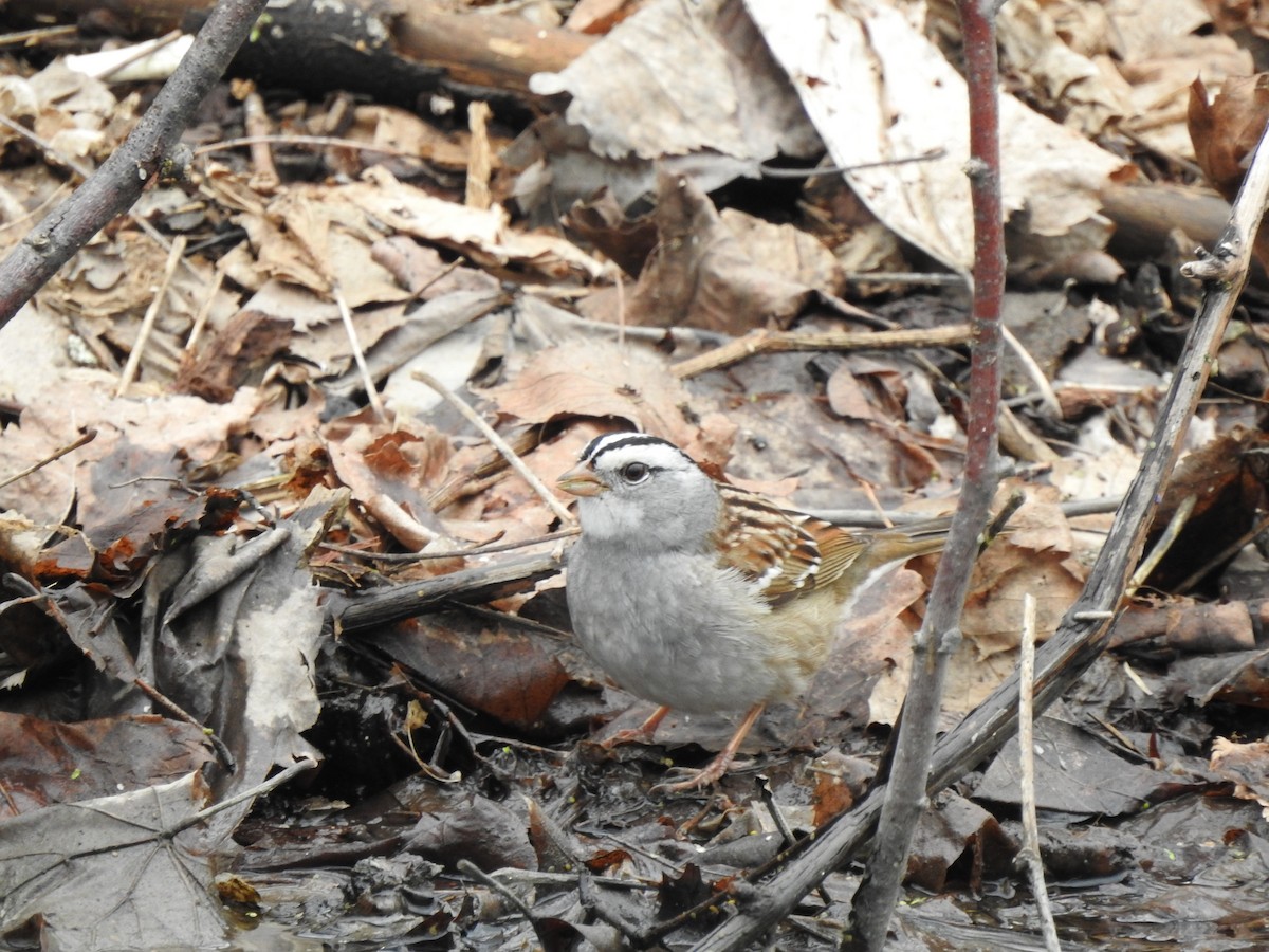 White-crowned x White-throated Sparrow (hybrid) - ML561828391