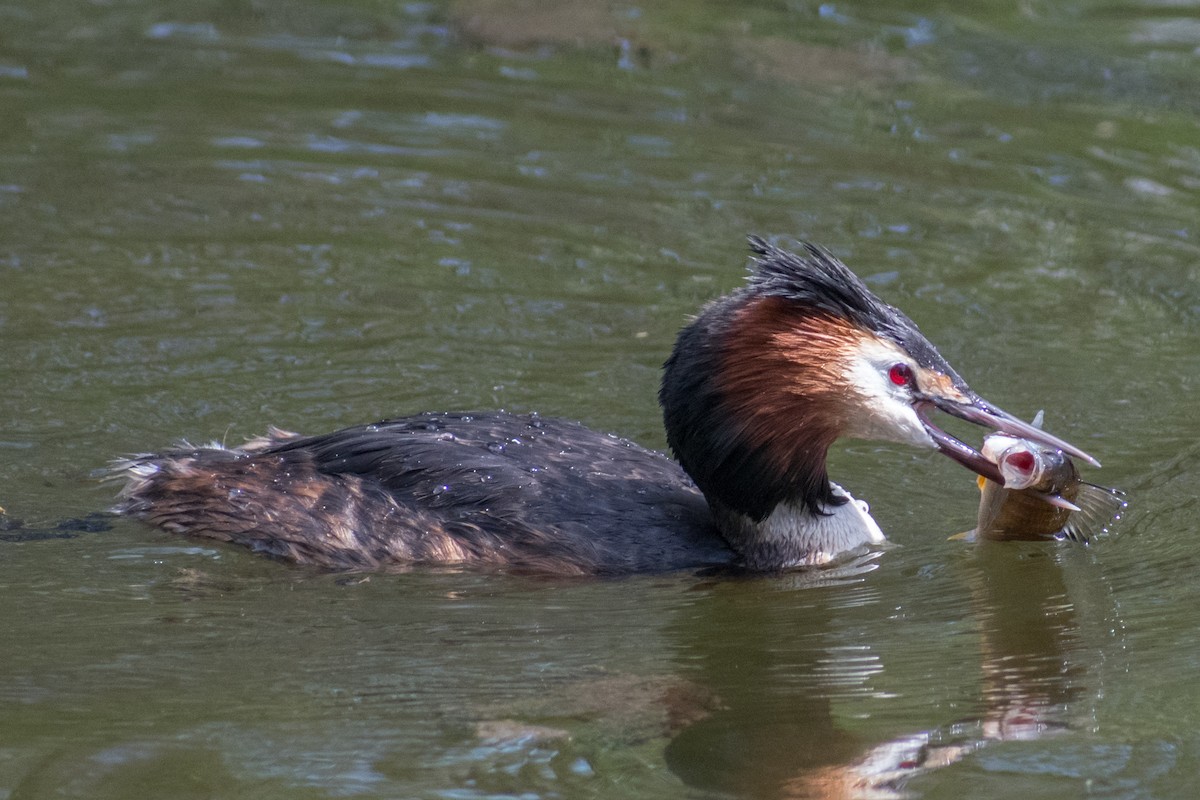 Great Crested Grebe - ML561828461
