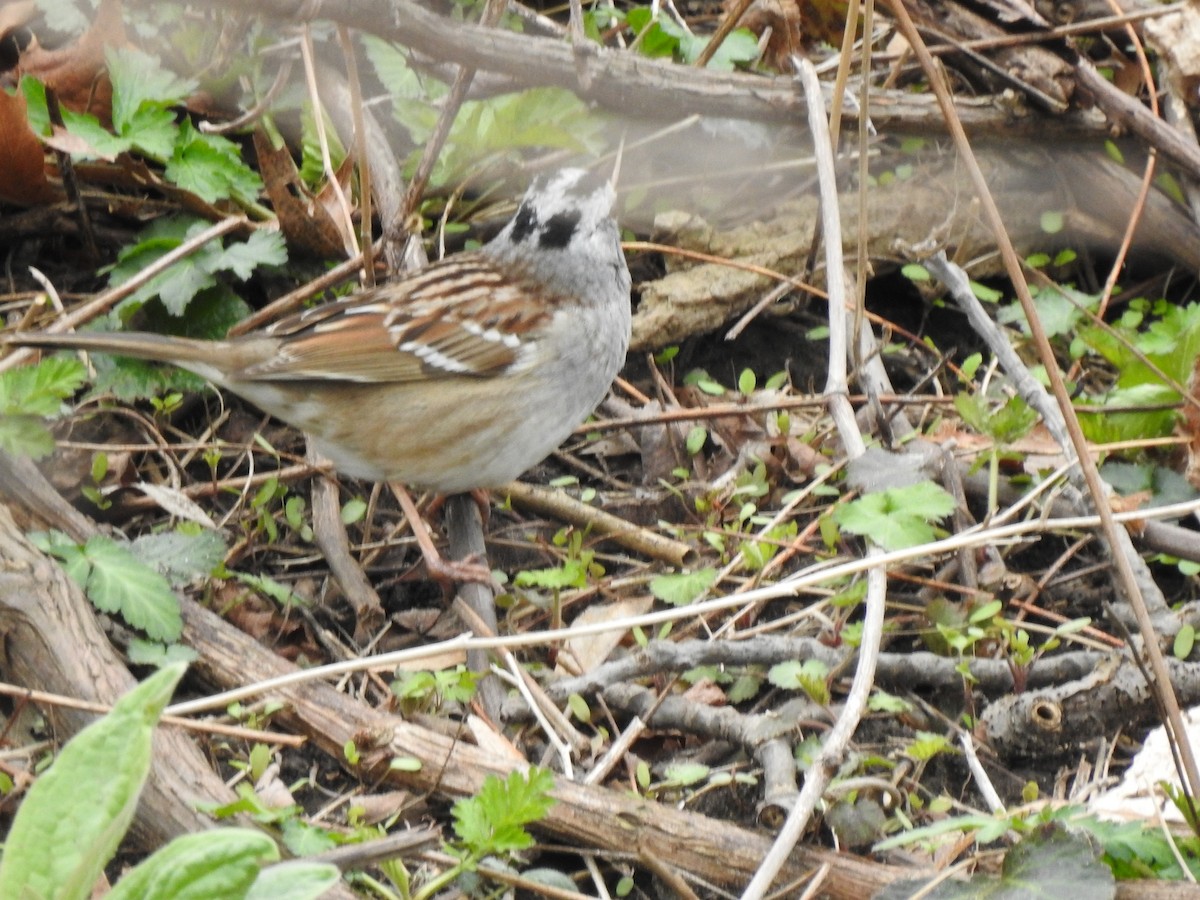White-crowned x White-throated Sparrow (hybrid) - ML561828791